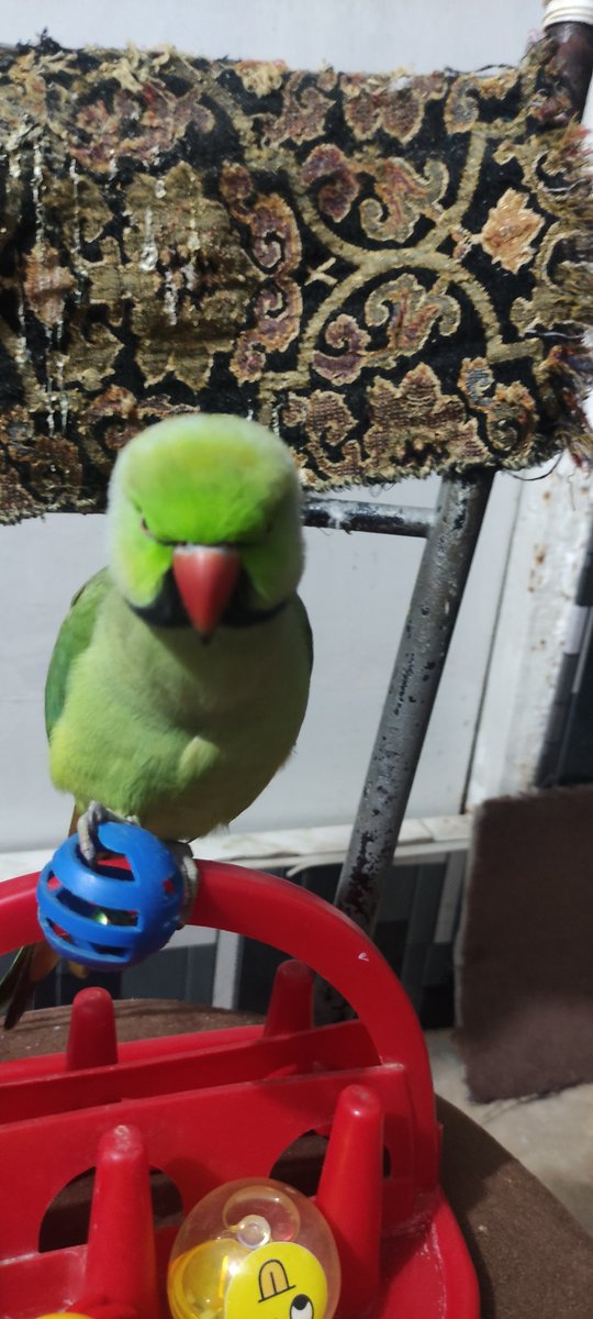 MahJabe61012793's tweet photo. #talkingparrot #minnu https://t.co/PDFGJYSClm
