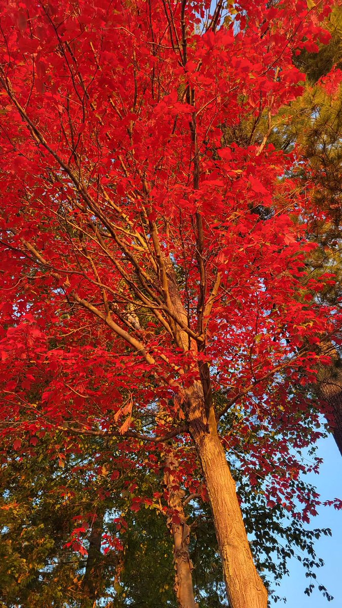 Bahman1956's tweet photo. زیبایی های خزان ! https://t.co/GTkSiLm10D