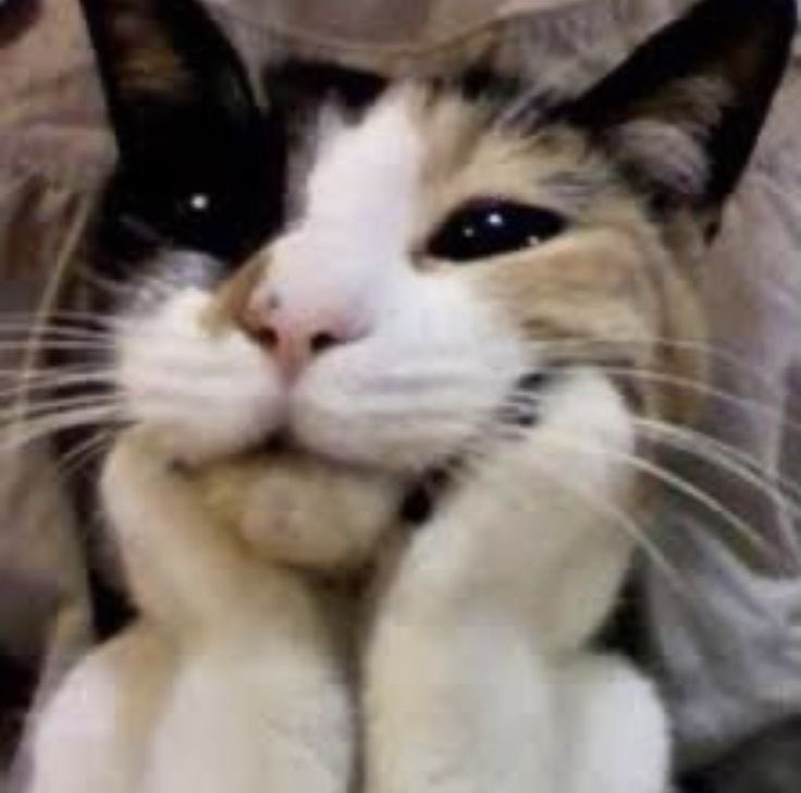 6izarr's tweet photo. @TweetsOfCats love love loveee this onee https://t.co/HtwfdXKSxe