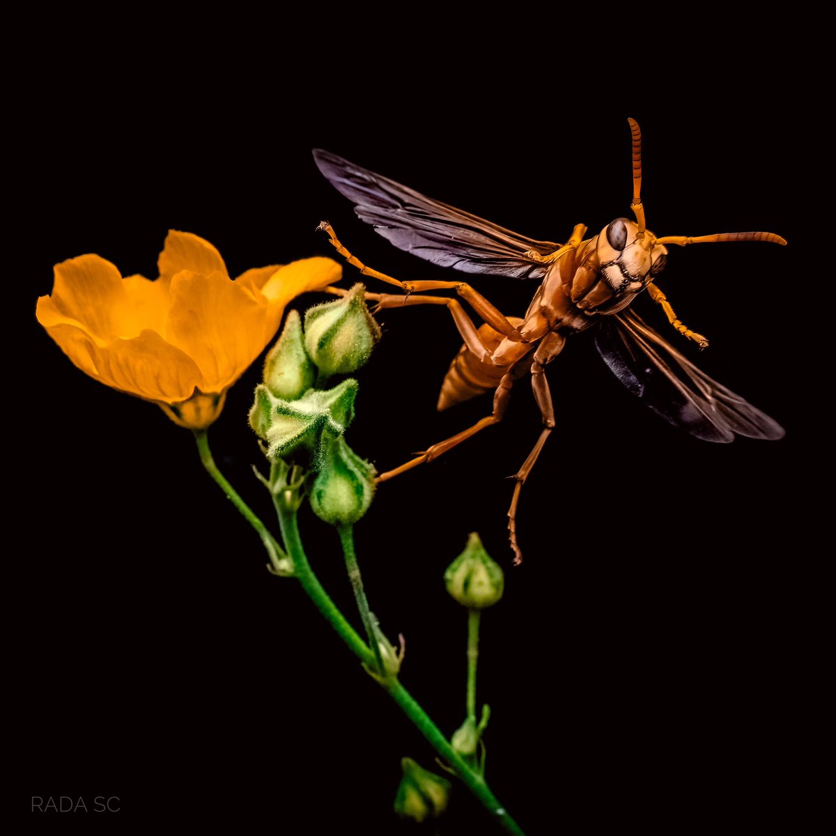 Rada_SC's tweet photo. Estaba tomándole foto a la flor cuando llegó esta Avispa Papelera (Polistes spp) y wow, salió la foto increible.

Las avispas son conocidas en Sonora como Bitachis, de ahi la frase de “alborotar la bitachera”.

La flor es una Malva (Abutilon spp) https://t.co/0VoUqAzYDi