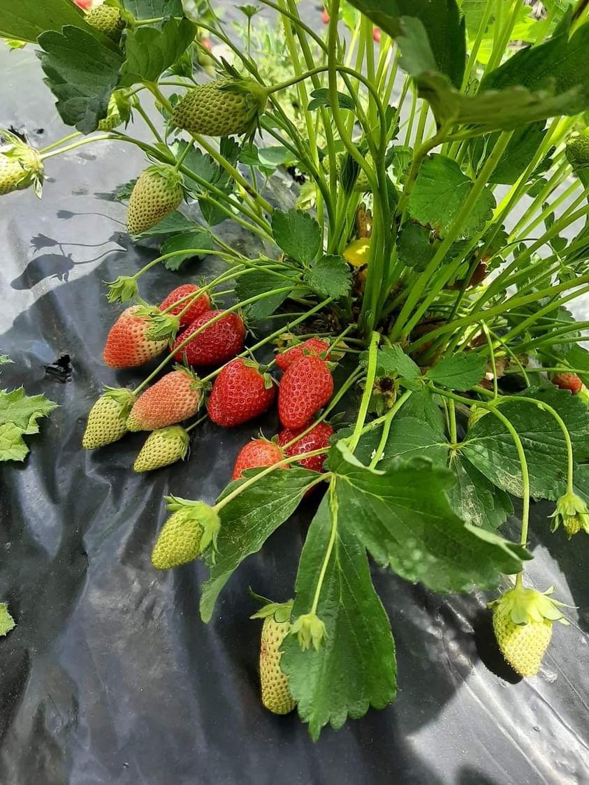 Çilek tarlam var demiştim.