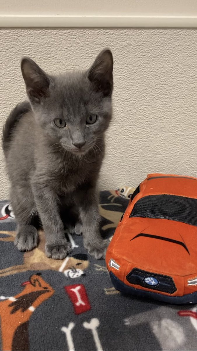 The talent is getting ready for their close ups! 🎥😻💁‍♀️Join us on October 4 for #DayOfGiving presented by <a href="/LithiaSubaruOC/">Oregon City Subaru</a> and <a href="/subaru_usa/">Subaru</a>. 

Tune into <a href="/fox12oregon/">FOX 12 Oregon</a> to help make a difference for #animals. 🐶🐱🐰