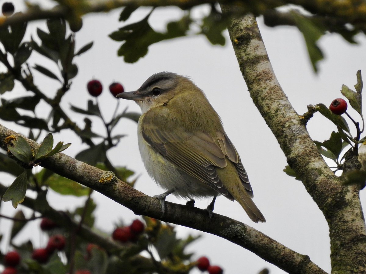 dratcliffe1956's tweet photo. Highlight of a 2 day visit to the East Yorkshire undoubtedly the Red-Eyed Vireo.  Elusive at first but finally showed well.  Also, American Wigeon, Yellow Browed Warbler &amp; White-Tailed Eagle https://t.co/cbXdProeiO