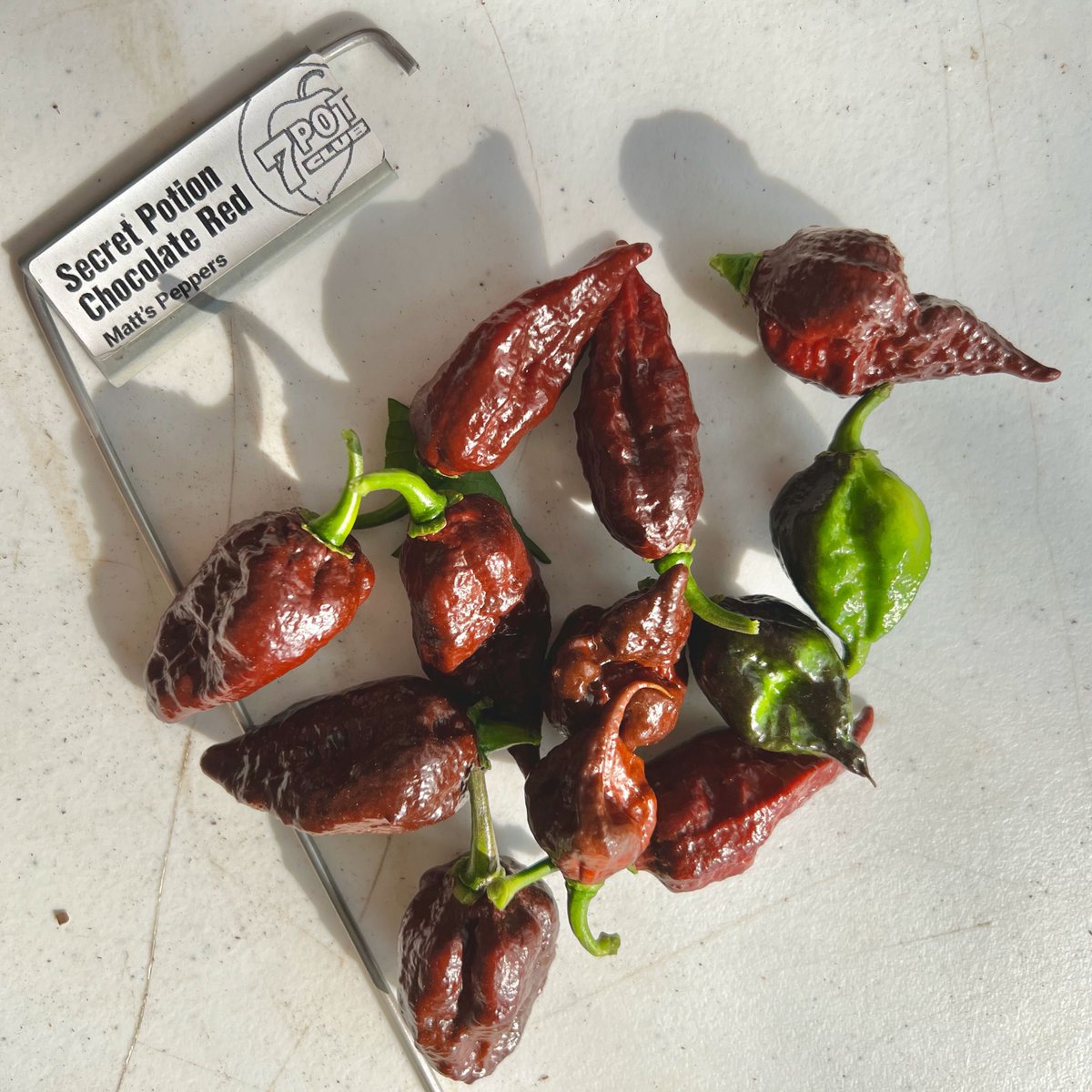 7 Pot Club tweet media