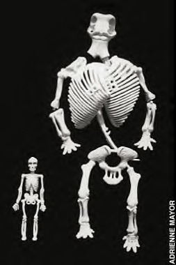 amayor's tweet photo. @kenmccoll @WildernessPeace Fig 3.5 in my #FirstFossilHunters https://t.co/lcSAQEWkLC