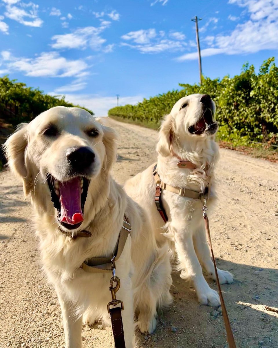 Fall is the perfect time to visit Paso with you pup — cooler weather means long walks downtown, trips to the dog park, patio wine tastings, outdoor dining and fall pup cups! 

Explore our Pet-Friendly Itinerary - travelpaso.com/plan-your-trip…