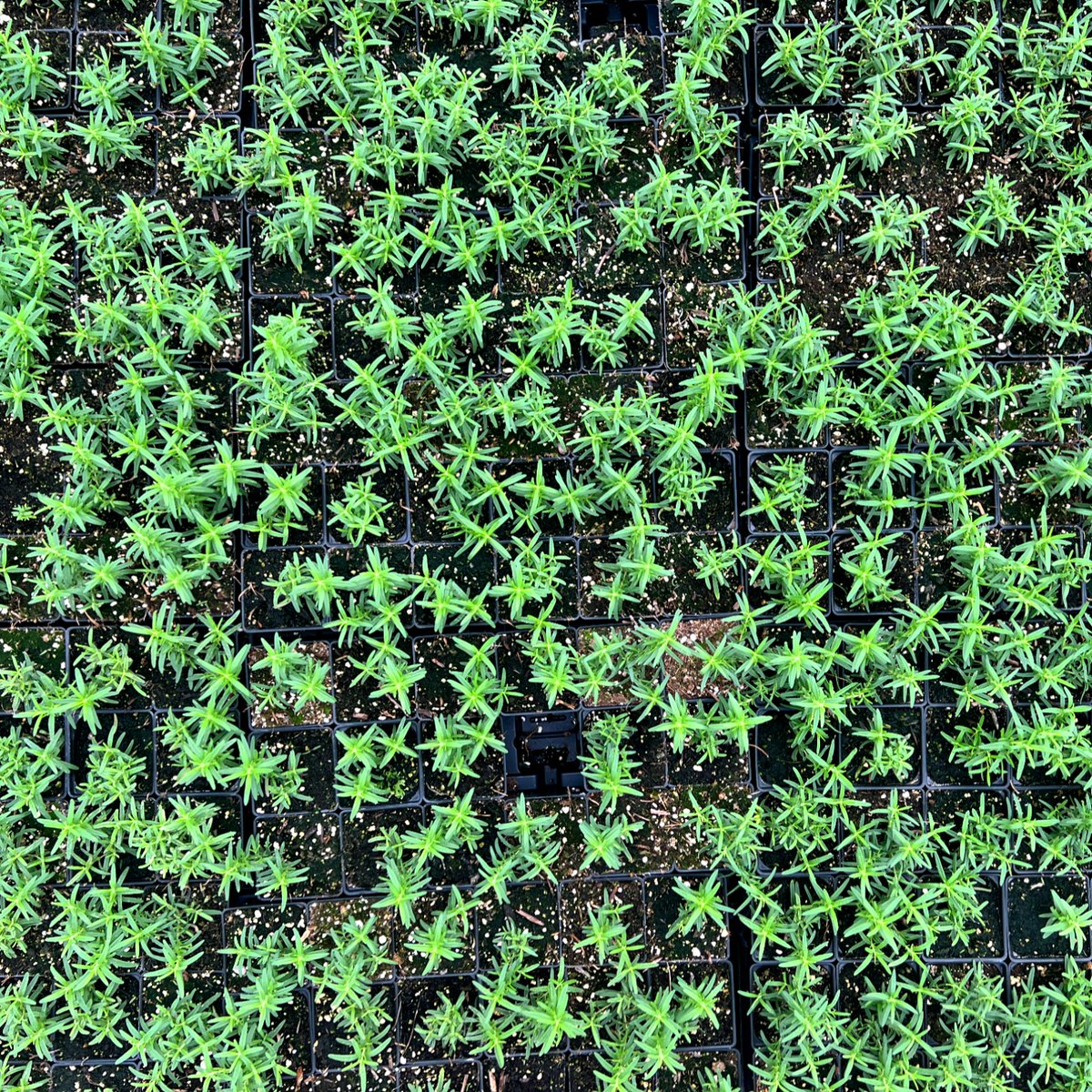 EdibleGardenUSA's tweet image. Can you smell the freshness? 😋  #organic #rosemary #simplylocal #simplyfresh #ediblegardenusa #flavor #sustainable