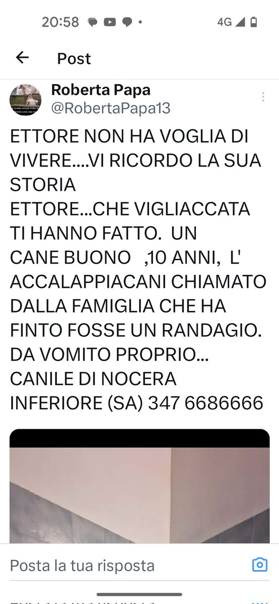 LA FAMIGLIA, HA FINTO CHE FOSSE UN RANDAGIO E LO HA FATTO PORTARE VIA
DALL' ACCALAPPIA CANI.
😔😔😔😔😔🙏🙏🙏♥️♥️♥️♥️♥️♥️