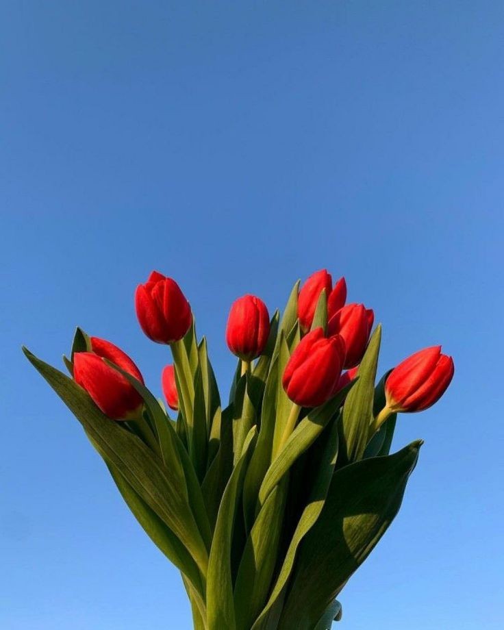 red tulips