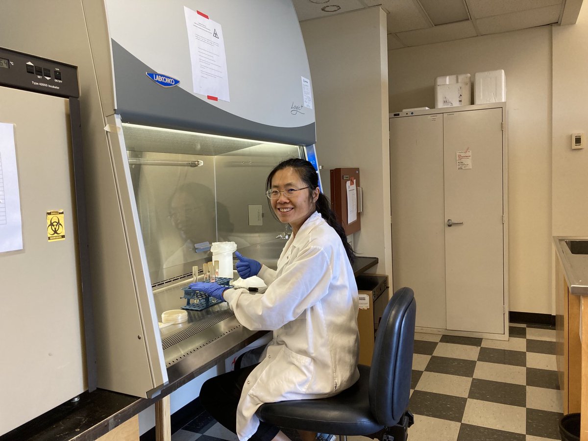 Dongyan Niu (@phageyan) on Twitter photo Beyond excitement to learn CRISPR and mutate our Ecoli phages in <a href="/smoineau/">Sylvain Moineau</a> lab and officially starting bench work today 🧪🧫🧬, big thanks to Sylvain to have me here😄Will update again once we have mutated phages. Stay tuned😉 Beyond excitement to learn CRISPR and mutate our Ecoli phages in <a href="/smoineau/">Sylvain Moineau</a> lab and officially starting bench work today 🧪🧫🧬, big thanks to Sylvain to have me here😄Will update again once we have mutated phages. Stay tuned😉