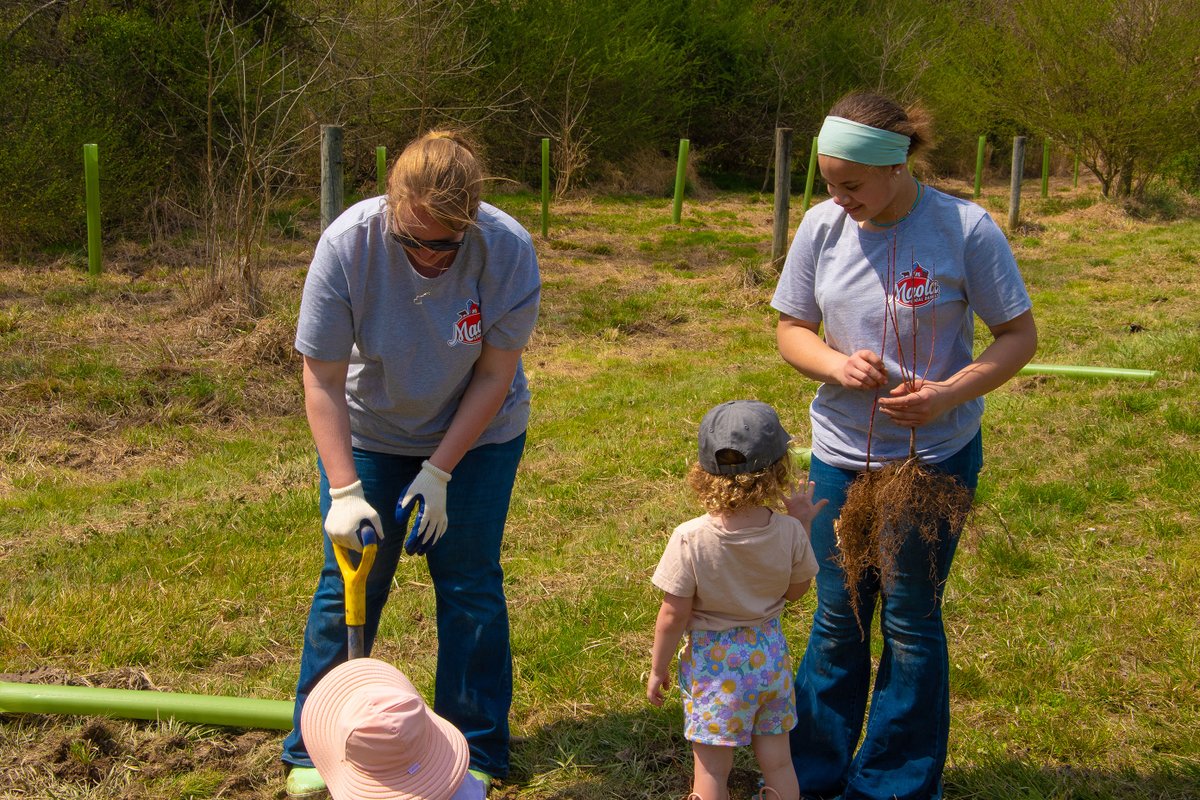 Hundreds of new trees are growing on Maola farms today thanks to the leading efforts of Maola dairy farmers to help improve the environment for all of us!

LEARN MORE: loom.ly/fCxHaZc

#MaolaMilk #Sustainability #SustainableFuture #TreePlanting