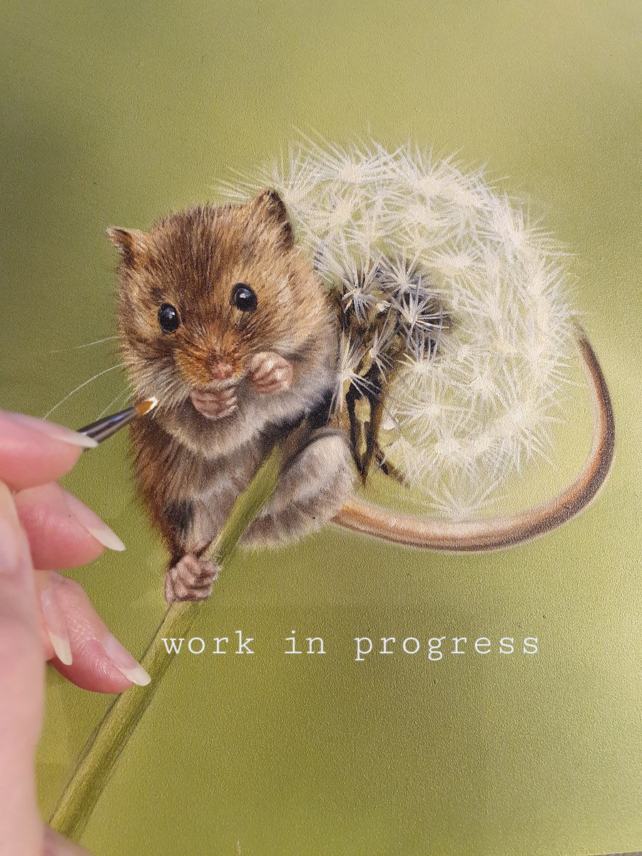 Apologies for the poor lighting but couldn't resist sharing this tiny little fellow that I'm currently working on.  He's one of a pair of tiny mice paintings that will be finished shortly and available. 

8 x 8', oil on board

#harvestmice #oilpainting #mice #wildlifeuk #painting