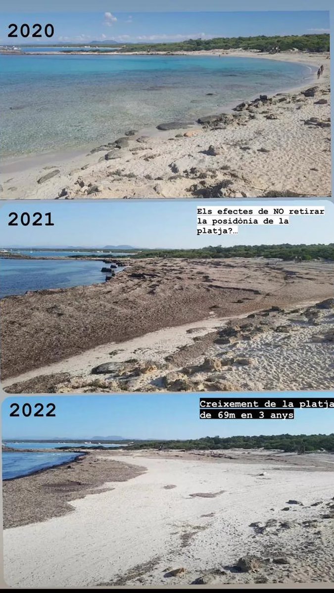 La playa de Baleares que ha ganado 70 metros de arena pese al cambio climático gracias a una planta endémica del Mediterráneo
 infobae.com/espana/2023/10…