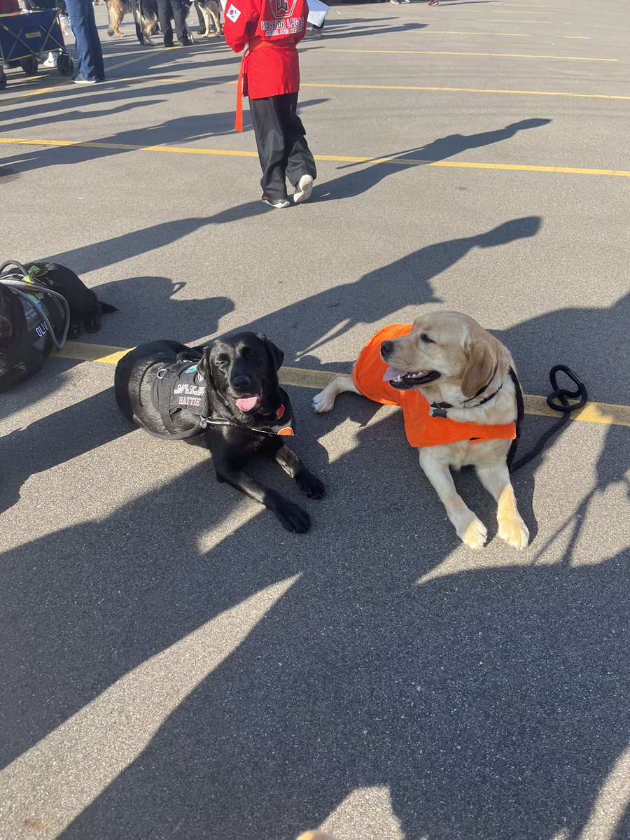 SLCSdogs's tweet photo. SEL Dogs walking in the pumpkin fest parade! 🎃🐾 https://t.co/mPLSMksez6