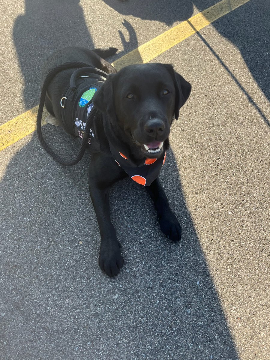 SLCSdogs's tweet photo. SEL Dogs walking in the pumpkin fest parade! 🎃🐾 https://t.co/mPLSMksez6