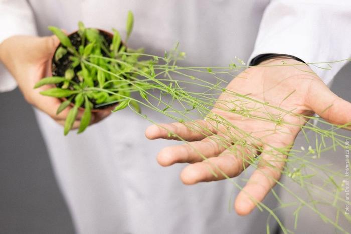 Huntington’s Aggregates May Be Prevented by Chloroplast Enzyme

Researchers have discovered a promising synthetic plant biology-based approach for treating human neurodegenerative diseases, particularly Huntington’s disease.  Learn more: ow.ly/JPc450PS3hk