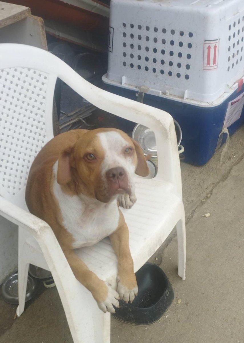 RehabTheea's tweet photo. Sweet Diesel is looking for his Forever home or a great Foster home❤🏠If You would like to help my dogs while they wait🙏
Paypal: love.for.animaals@gmail.com 
Bank: RO53INGB0000999905174713
You can donate directly food here 
https://t.co/9lyNMCAwET
Thank you❤️#doglovers https://t.co/uQzmkho9kg