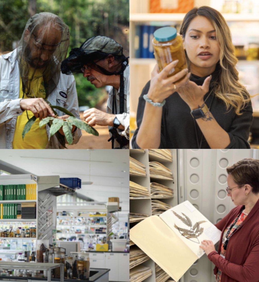 We're excited to announce four full-time, career-track research positions in #NYBGScience!

Are you a creative, collaborative, innovative thinker looking to develop effective, nature-based solutions to 21st-century problems? See if you're the right fit: nybg.org/about/work-wit…