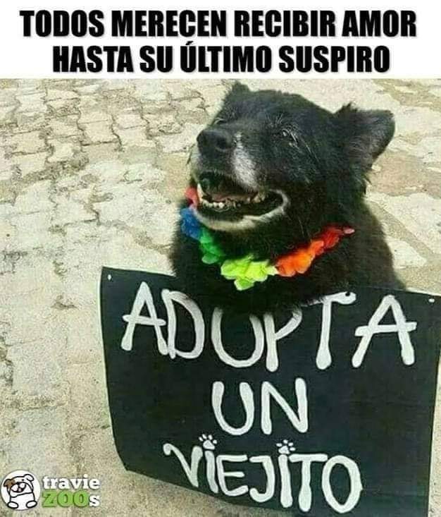 GRamirezF_D12's tweet photo. Todos saben dar amor por igual sin importar su edad.
Adopta un viejito. Dales la oportunidad de tener una familia y el calor de un hogar. https://t.co/H3A21eIzPD