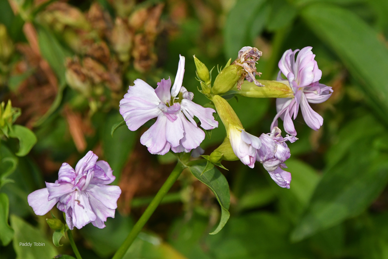 PaddyTobin5's tweet photo. Soapwort, Saponaria officinalis, sand dune in Co. Cork. https://t.co/LkvBBCgTdS