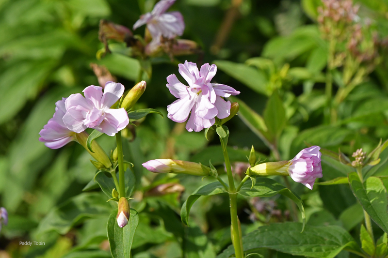 PaddyTobin5's tweet photo. Soapwort, Saponaria officinalis, sand dune in Co. Cork. https://t.co/LkvBBCgTdS
