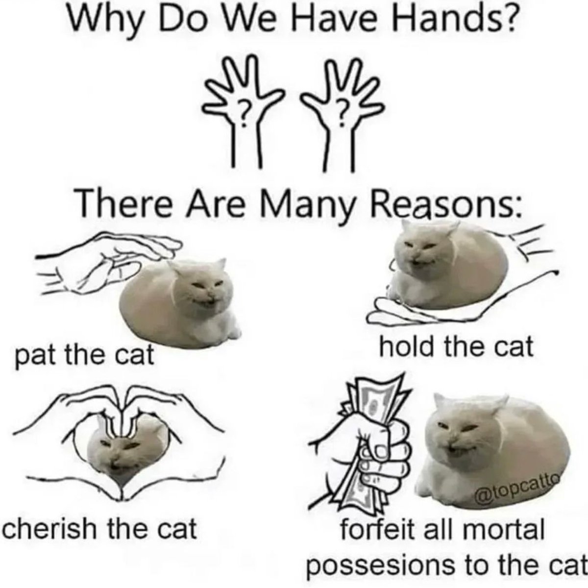 PostsOfCats's tweet photo. https://t.co/ShXXBrdA8O