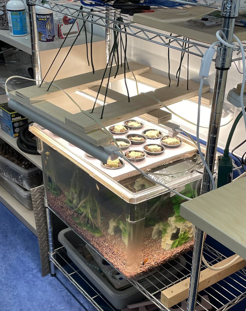 Gr 7’s have finished setting up the Aquaponics tank. Time to start observing the growth of planes from fish waste. A micro ecosystem sustaining edible resources #rvsed #ecosystem #aquaponics <a href="/IndusRvs/">Indus School</a>