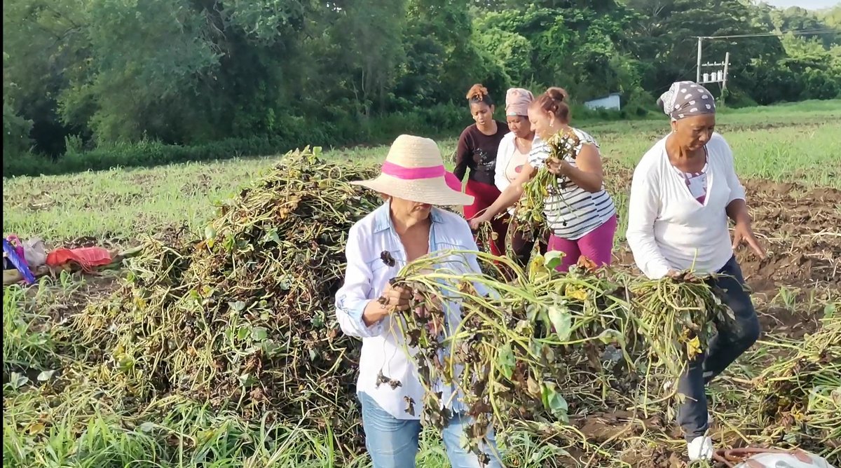MellaAsamblea's tweet photo. #Mella, #SantiagodeCuba. Favorecido el Polo Productivo El 36 ubicado en el Consejo Popular Mella, con intensa jornada de trabajo productivo llevada a cabo por Cuadros y Funcionarios de la Sede del Gobierno Mcpal Mella, de conjunto con Fiscalia mcpal y Cultura.#JuntosPodemos. https://t.co/332S1XD4qc