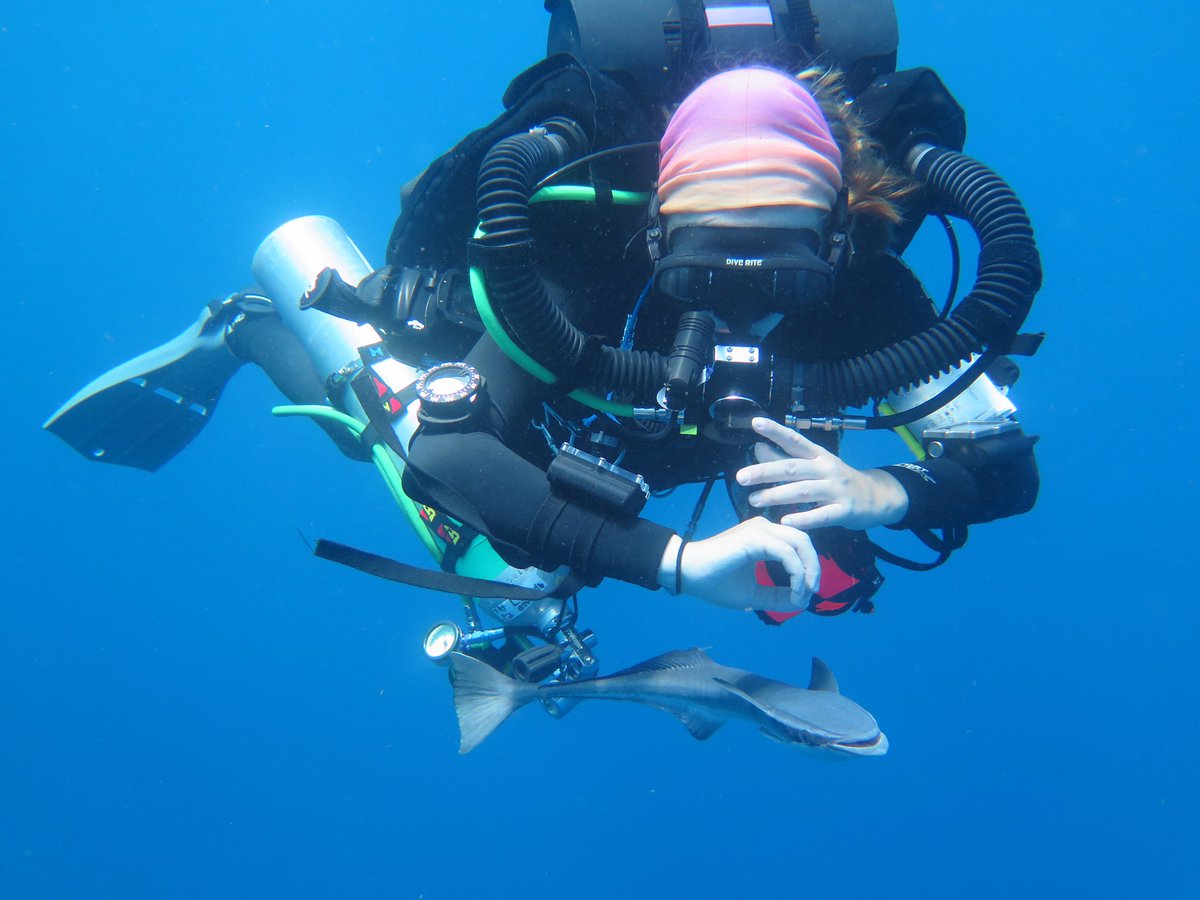 Allie Klein tweet media