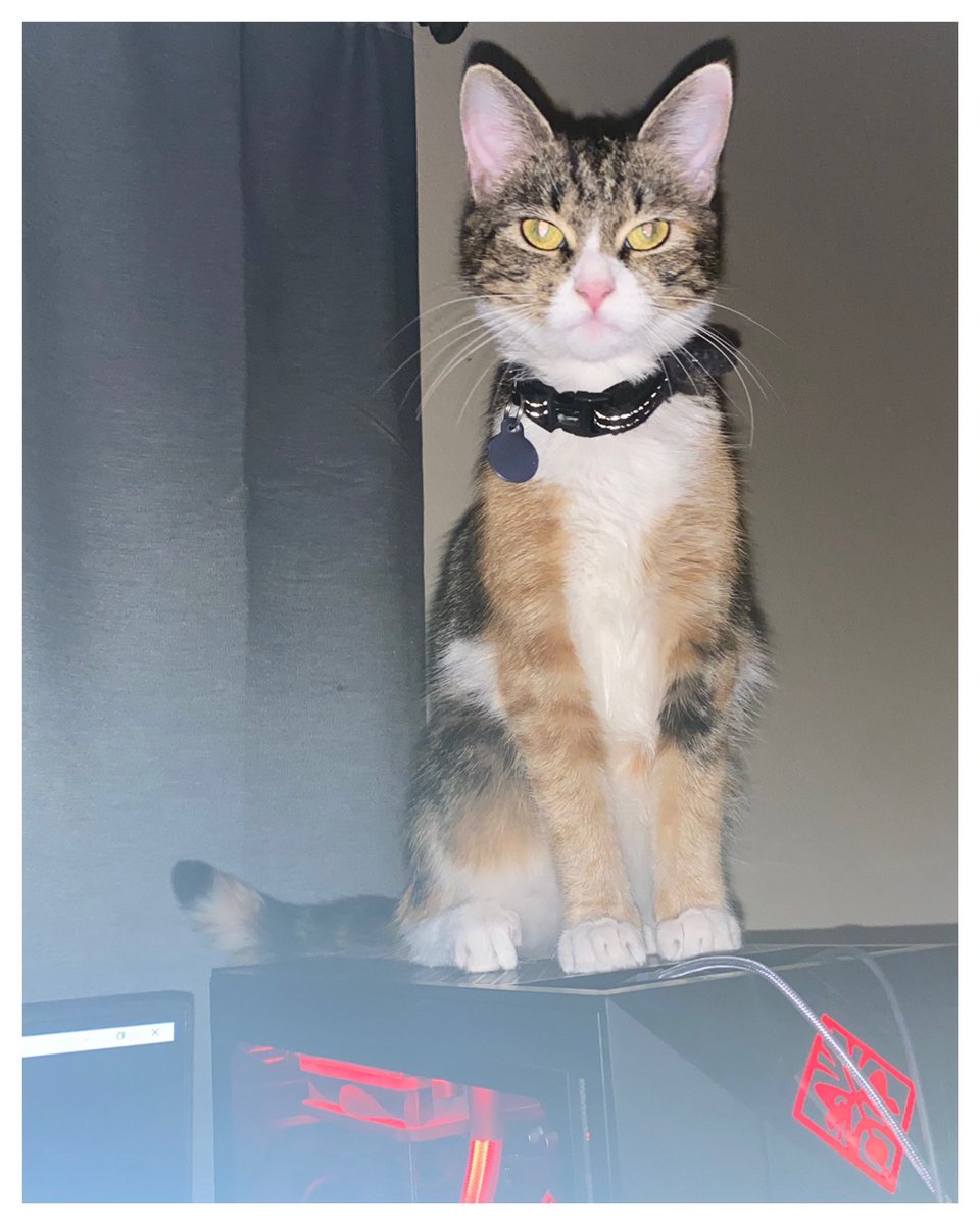 razimus's tweet photo. Nixie guardian of the tower computer #Nixie #cat #computercat #cattuesday https://t.co/4imkPYXzYZ