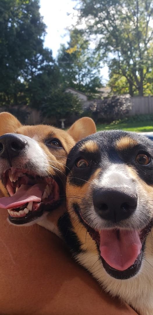 Jackson (red/white) and Miskey (tri) sharing some love. Love my dogs. #corgilover #corgicrew