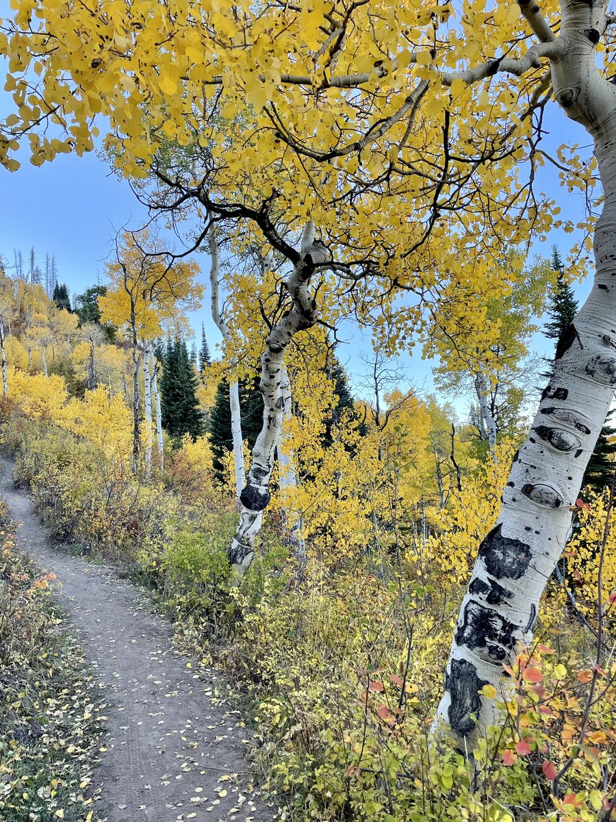 Vail Mountain Haus (@MountainHaus) / Posts / X