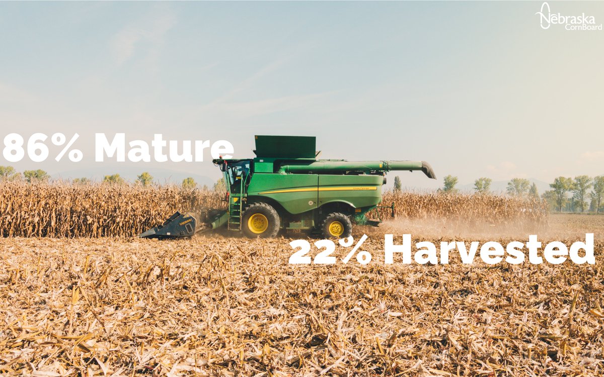 NECornBoard's tweet image. As we transition into October, let's take a minute to see what the latest crop progress report brings! According to the USDA, 86% of Nebraska's corn is mature with 22% already harvested! #NECorn #CropProgress

How has harvest been going for you?