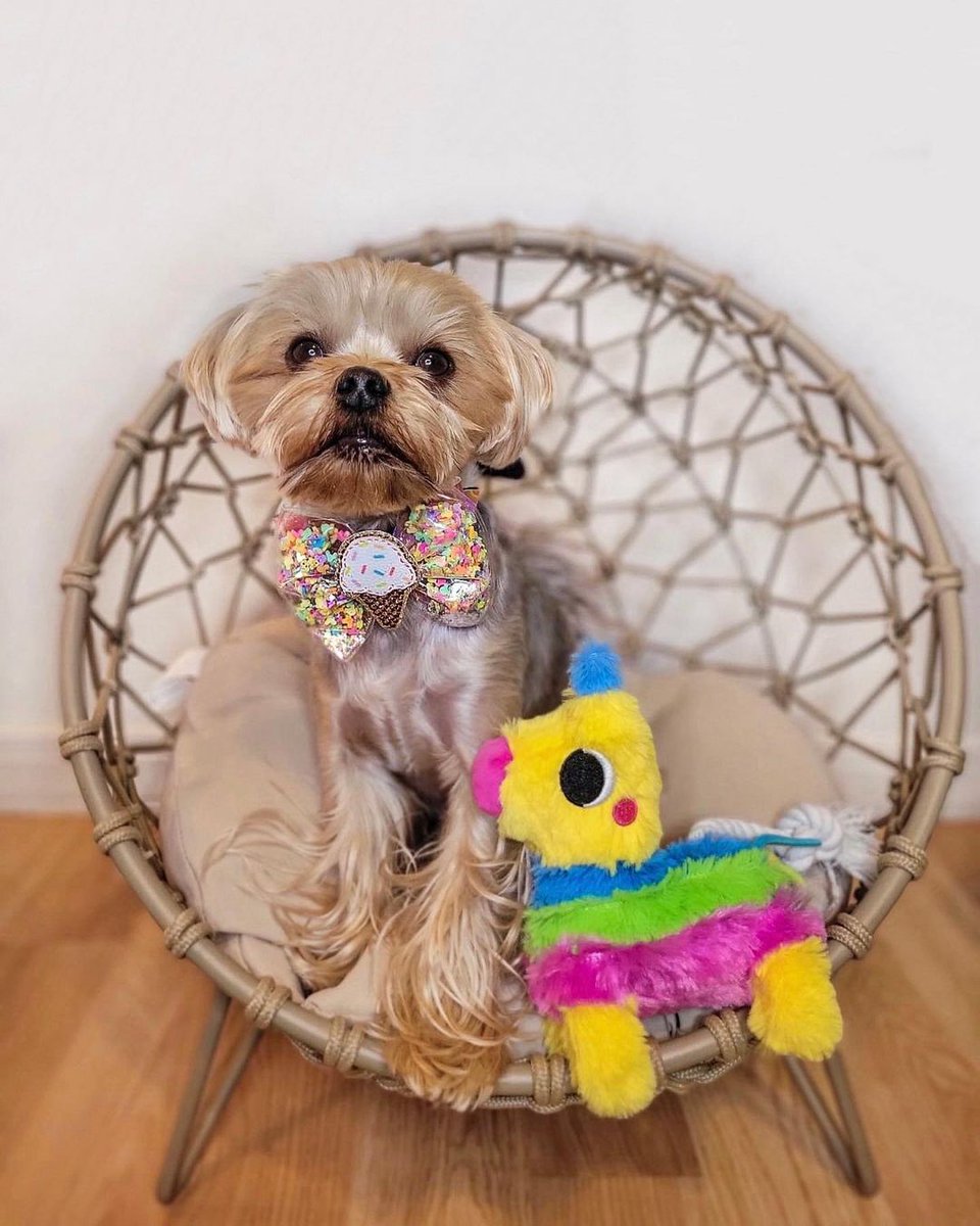 Yorkshire_clubs's tweet photo. "Yorkshire roots, global wings."
#yorkie #yorkielove #yorkiegram #yorkieboy #yorkieofficial #yorkienation #yorkielover #furbaby #yorkiesofinstagram #yorkiesofig #yorkiesofvancouver #dogsofvancouver #yorkshireterrier #yorkshire_terrier #yorkshireterriersofinstagram https://t.co/RuPj20vosh