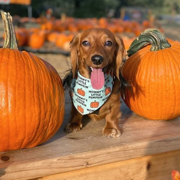 texasgov's tweet photo. 🎃 We found the cutest pumpkin in the patch! Got any great pumpkin patch pics with your furry friends? Please brighten our Monday by sharing them in the comments. #TexasTails 
📷: harry_osborn_and_peter_parker https://t.co/p0W9cCj3kJ
