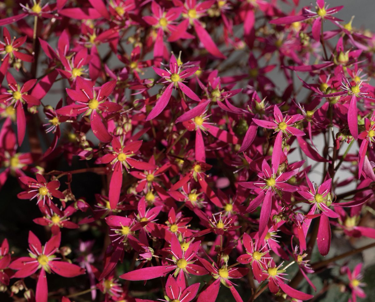 HartsideNursery's tweet photo. Looking forward to the joint AGS/SRGC Show this coming weekend at Hexham. We will have a range of seasonal Gentians and Saxifrages plus freshly lifted Erythronium bulbs to plant now for spring flowering as well as Dwarf Rhododendrons and much more - see - https://t.co/O7s7ALL3WU https://t.co/cLcKubWExD