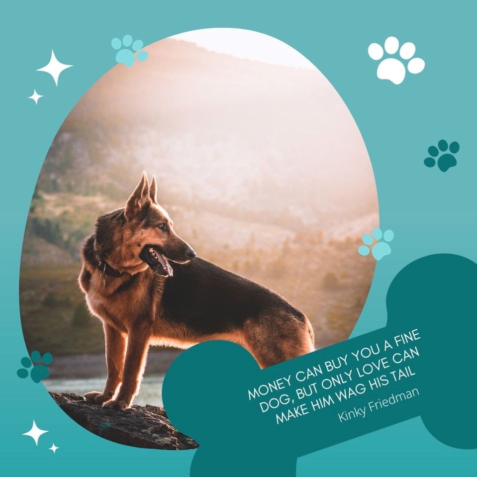 straightbacked's tweet photo. 💰🐕‍🦺 “Even expensive dogs need your unconditional love and consideration.” 💕  you’ll get the same in return, guaranteed! #Dog #GermanShepherd #Doglover #GSD #DogLife https://t.co/8JGRY15St2