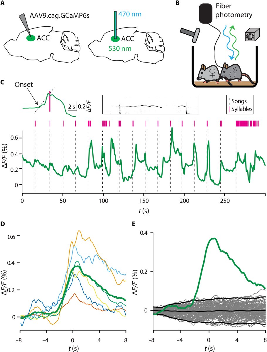 When in #love, mice vocalize in complex ways. 

A new study supports the role of the anterior cingulate cortex as an important node in the neural network controlling vocalization behavior in mice. scim.ag/4kK <a href="/mikilon/">Mickey London</a> <a href="/ben2brain/">Benjamin Gan-Or</a> <a href="/ELSCbrain/">ELSC Brain</a>