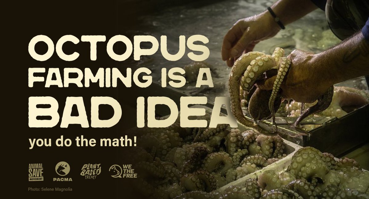 SaveStuttgart's tweet photo. 40-60 fattening tanks; 550-650 settlement tanks; 90-100 paralarvae tanks; 22-36 breeding tanks; millions of octopuses, endless suffering. Tell @GranCanariaCab to #StopOctopusFarming
https://t.co/xghG5pUKCW