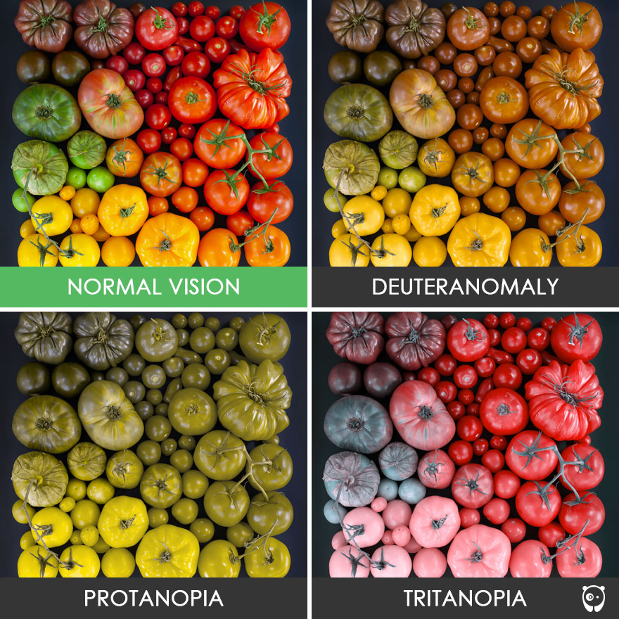 waitbutwhy's tweet photo. 1 in 12 men and 1 in 200 women have a form of color blindness. Some of the common types and how they see the world: https://t.co/HW659ADGTM