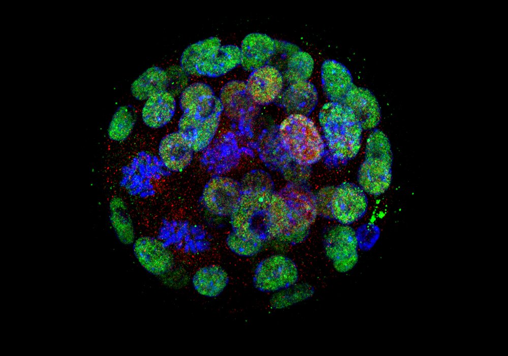 Manzanares lab tweet media