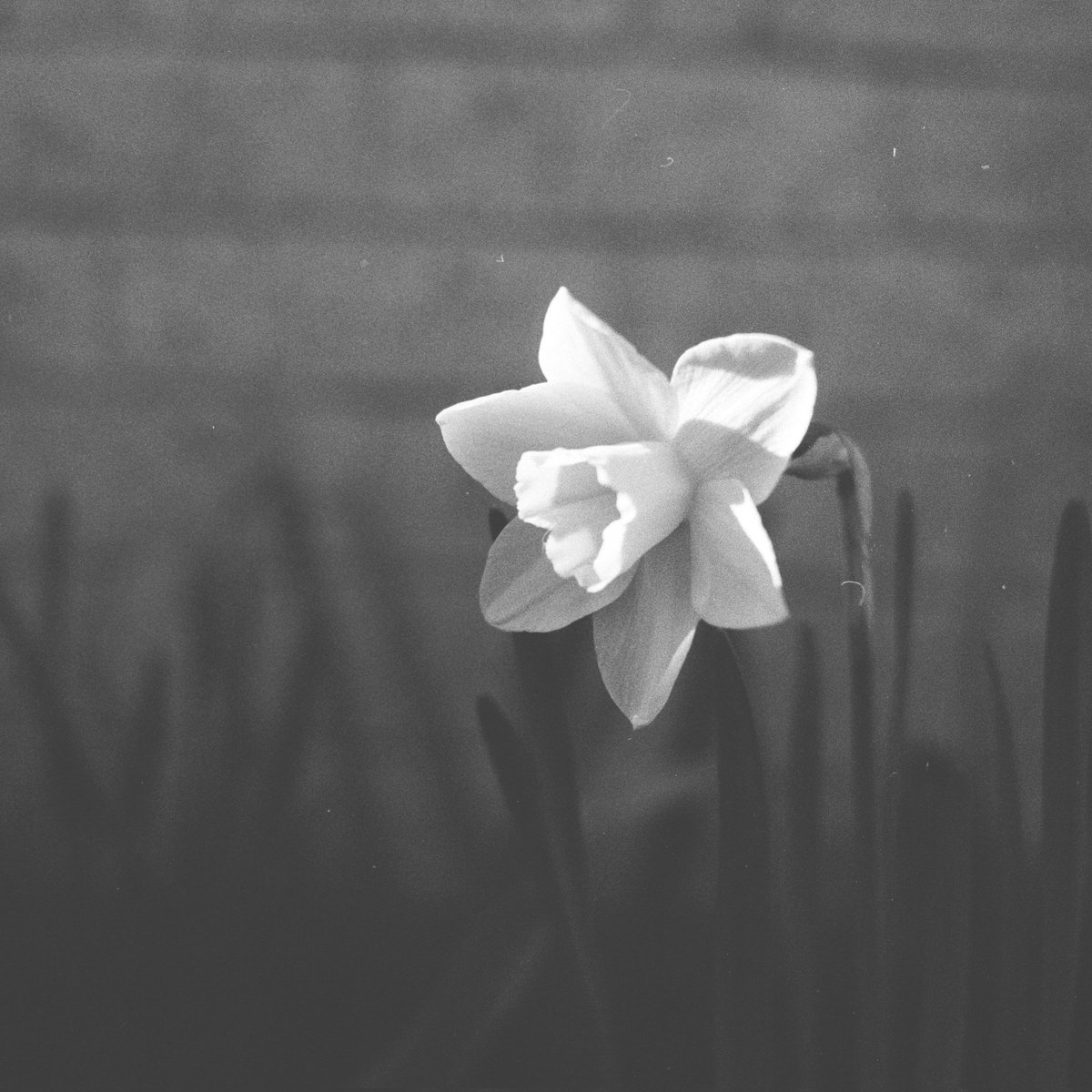 catherinejbeane's tweet photo. @janisphotos 35mm black &amp; white https://t.co/PRX1LcUN2H