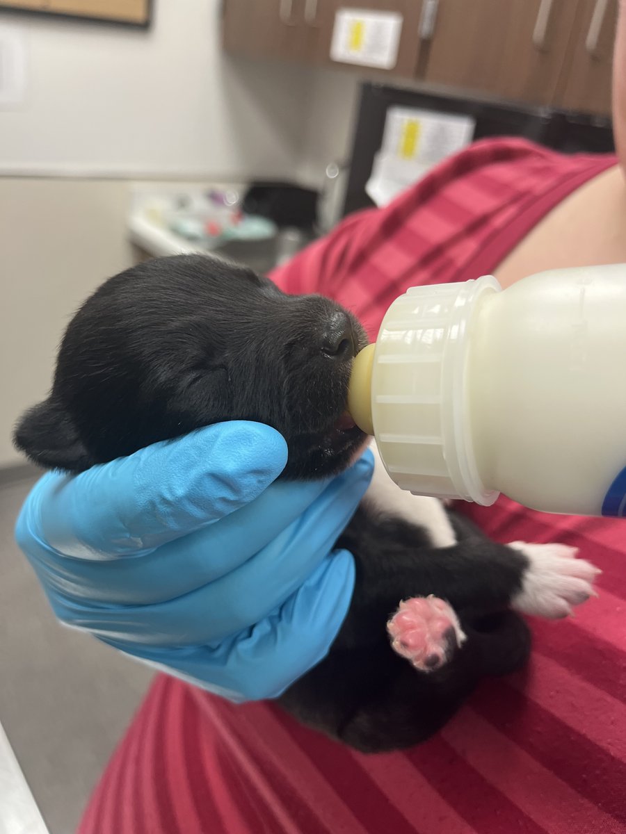 (2/2) our incredible veterinary team is bottlefeeding each puppy, ensuring they get the nutrients they need. Once the puppies have been medically cleared, they will go into loving foster homes to continue getting around-the-clock care.
#SPCACompassionInAction