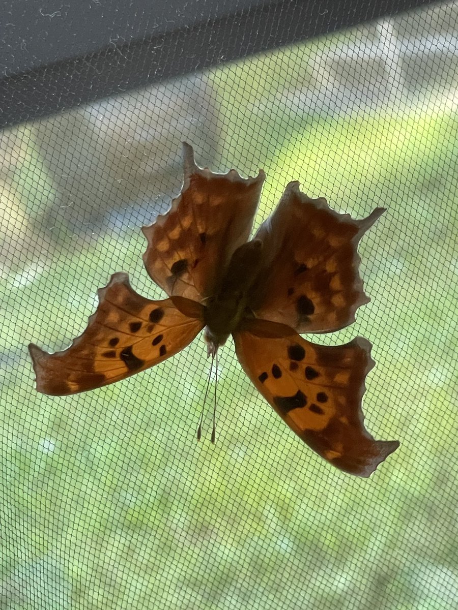 UrbatchK's tweet photo. Woodlawn students released their butterflies today! Caterpillars were harvested from our garden and dutifully cared for until their flying hour arrived!  Have a safe journey Monarchs and Question Mark butterflies! #fcpsr3 #onefamily #woodlawnes @WoodlawnES @fcpsGet2Green @FCPSR3 https://t.co/A4VmYPGG5b