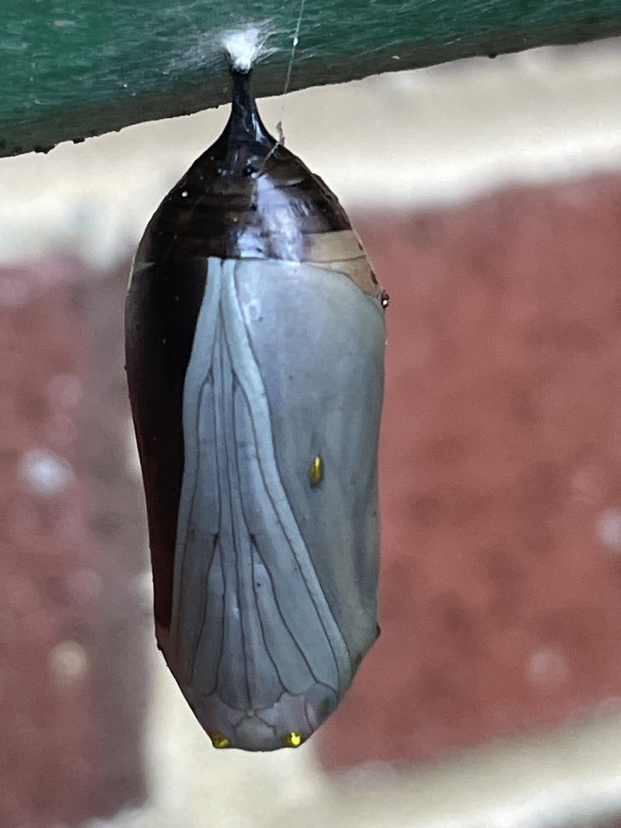 UrbatchK's tweet photo. Woodlawn students released their butterflies today! Caterpillars were harvested from our garden and dutifully cared for until their flying hour arrived!  Have a safe journey Monarchs and Question Mark butterflies! #fcpsr3 #onefamily #woodlawnes @WoodlawnES @fcpsGet2Green @FCPSR3 https://t.co/A4VmYPGG5b