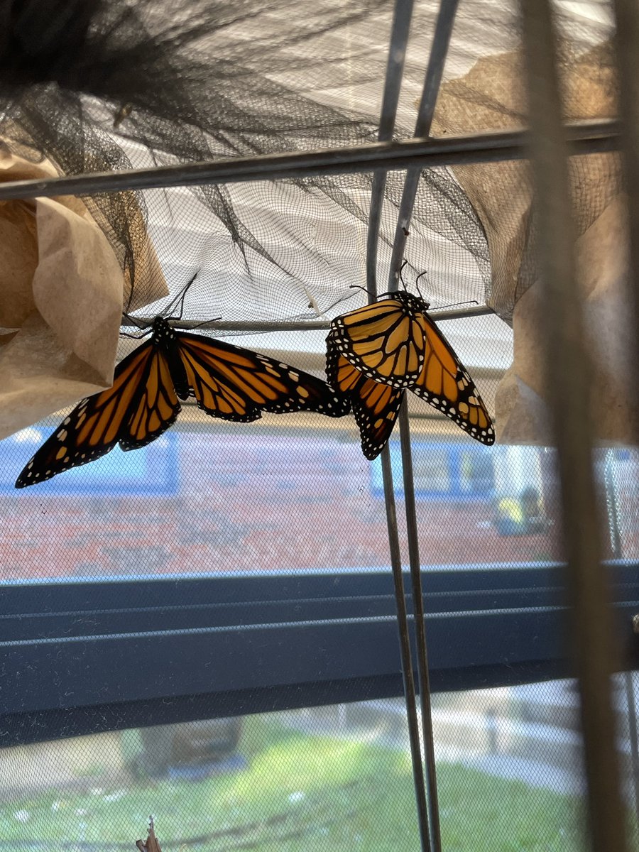 UrbatchK's tweet photo. Woodlawn students released their butterflies today! Caterpillars were harvested from our garden and dutifully cared for until their flying hour arrived!  Have a safe journey Monarchs and Question Mark butterflies! #fcpsr3 #onefamily #woodlawnes @WoodlawnES @fcpsGet2Green @FCPSR3 https://t.co/A4VmYPGG5b