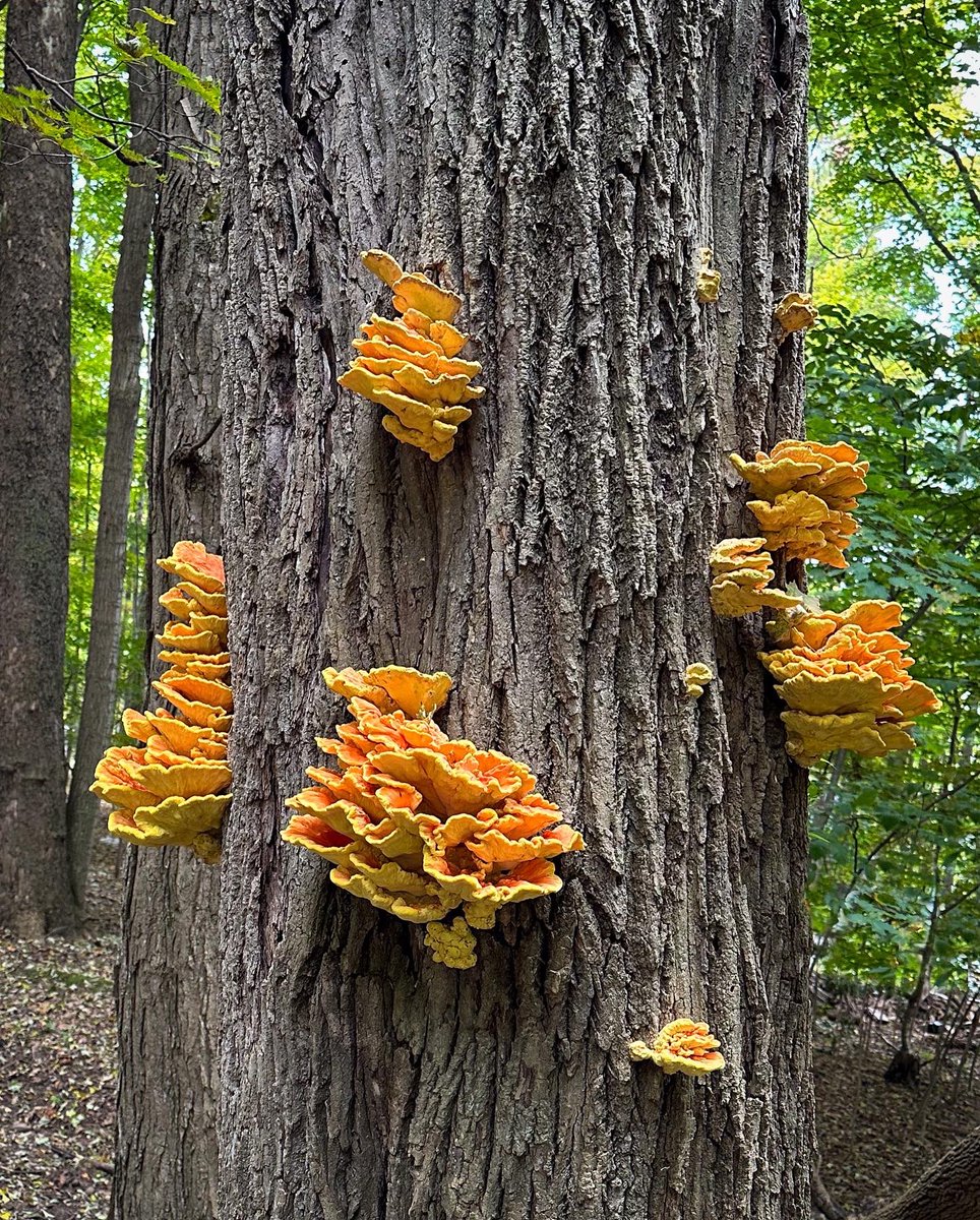 Speaking of edible mushrooms, 🍄 can a #mycophile chime in on what I’ve found here? Everything points to Chicken of the Woods but I’m no expert. #newbie #fungi #fungifreaks