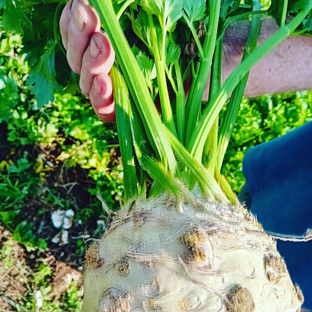 We always find growing celeriac a challenge but this year we've succeeded and dinner tonight was extremely good. #supportbritishfarming
