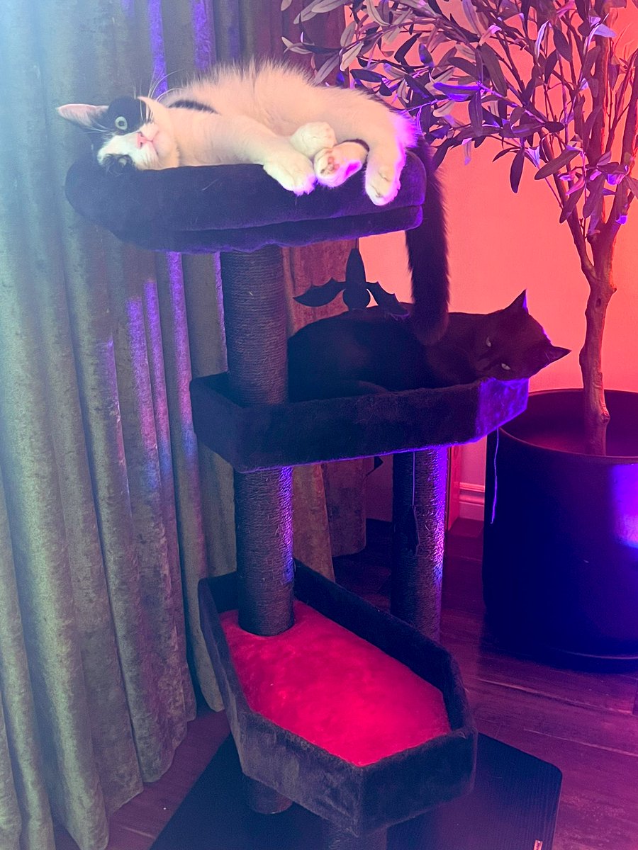 tr0picalgoth's tweet photo. @Tyra__Banksy 1. My new foster kitty, August. Hes 10 weeks old and has Cerebellar Hypoplasia (the wobbly cats that look like tiny drunkards)

2. A picture from Amazon that amused me. 

3. My cat Ducky, melting. 

4. Pratt being goth in bed, listening to Bauhaus https://t.co/XDQmlUwnE3