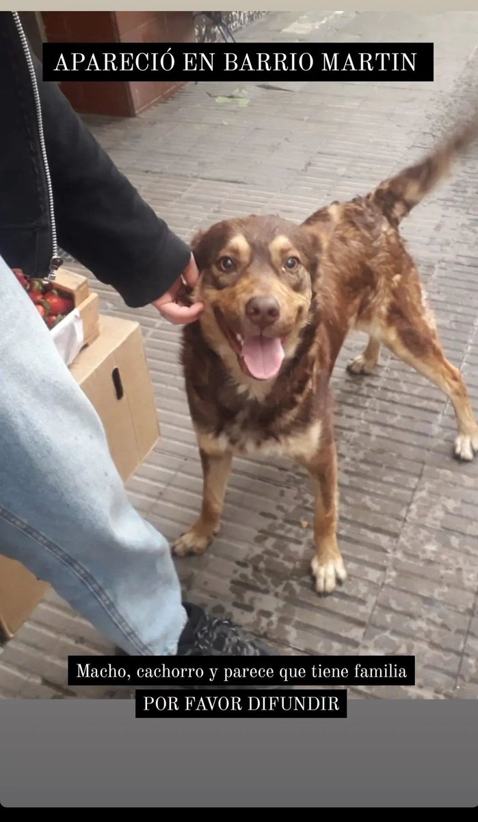 delfispeerli's tweet photo. DIFUNDIR!!!! PERRO PERDIDO POR BARRIO MARTIN.
SE BUSCA A SU FAMILIA Y/0 TRÁNSITO. DONDE ESTÁ NO LO PUEDEN TENER POR MUCHO MÁS TIEMPO. ES MUY BUENO Y SE LLEVA CON OTROS PERROS. https://t.co/PjvXveSQLu